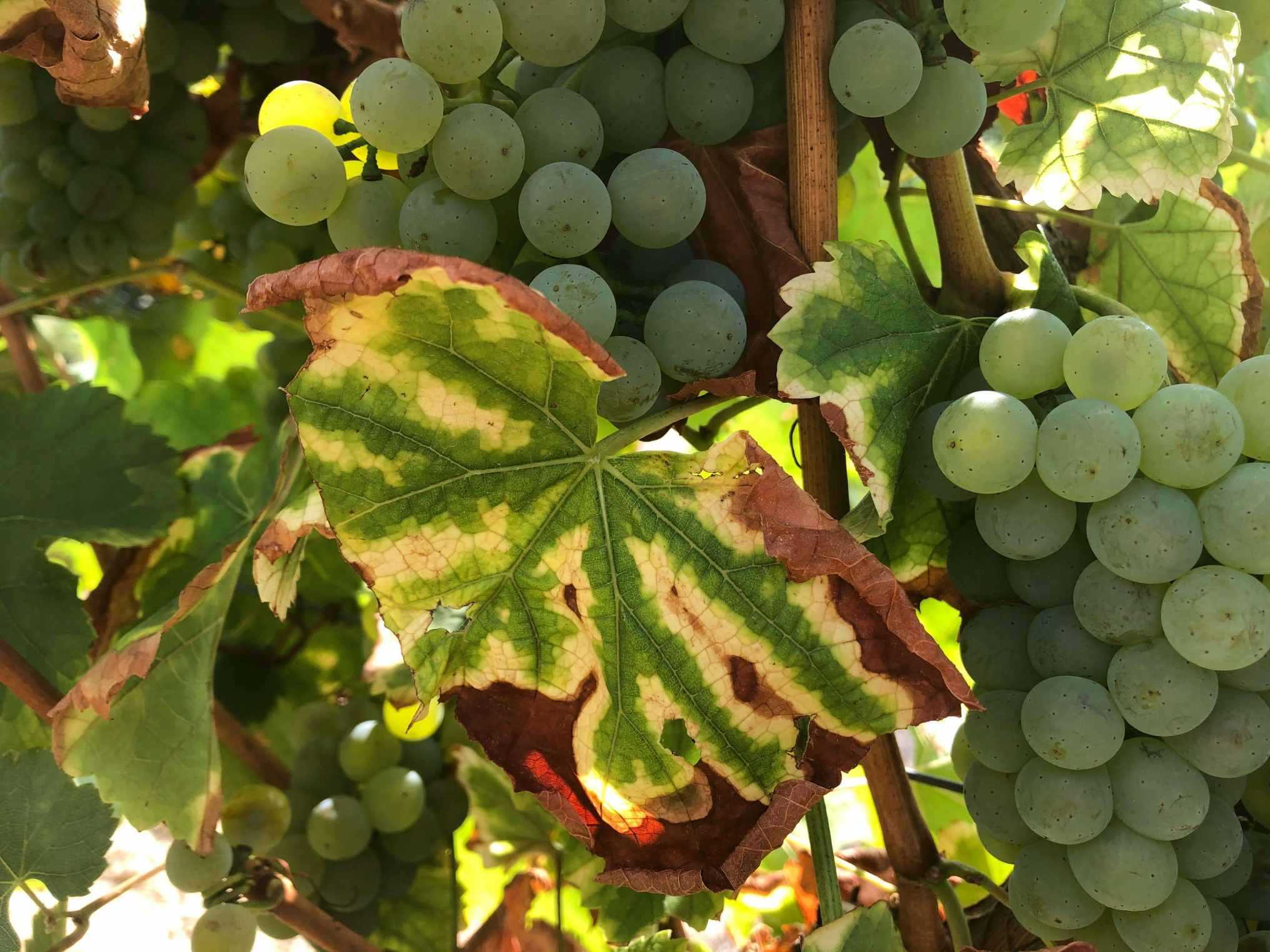 Foglie tigrate affette dal mal dell'esca - Zanon