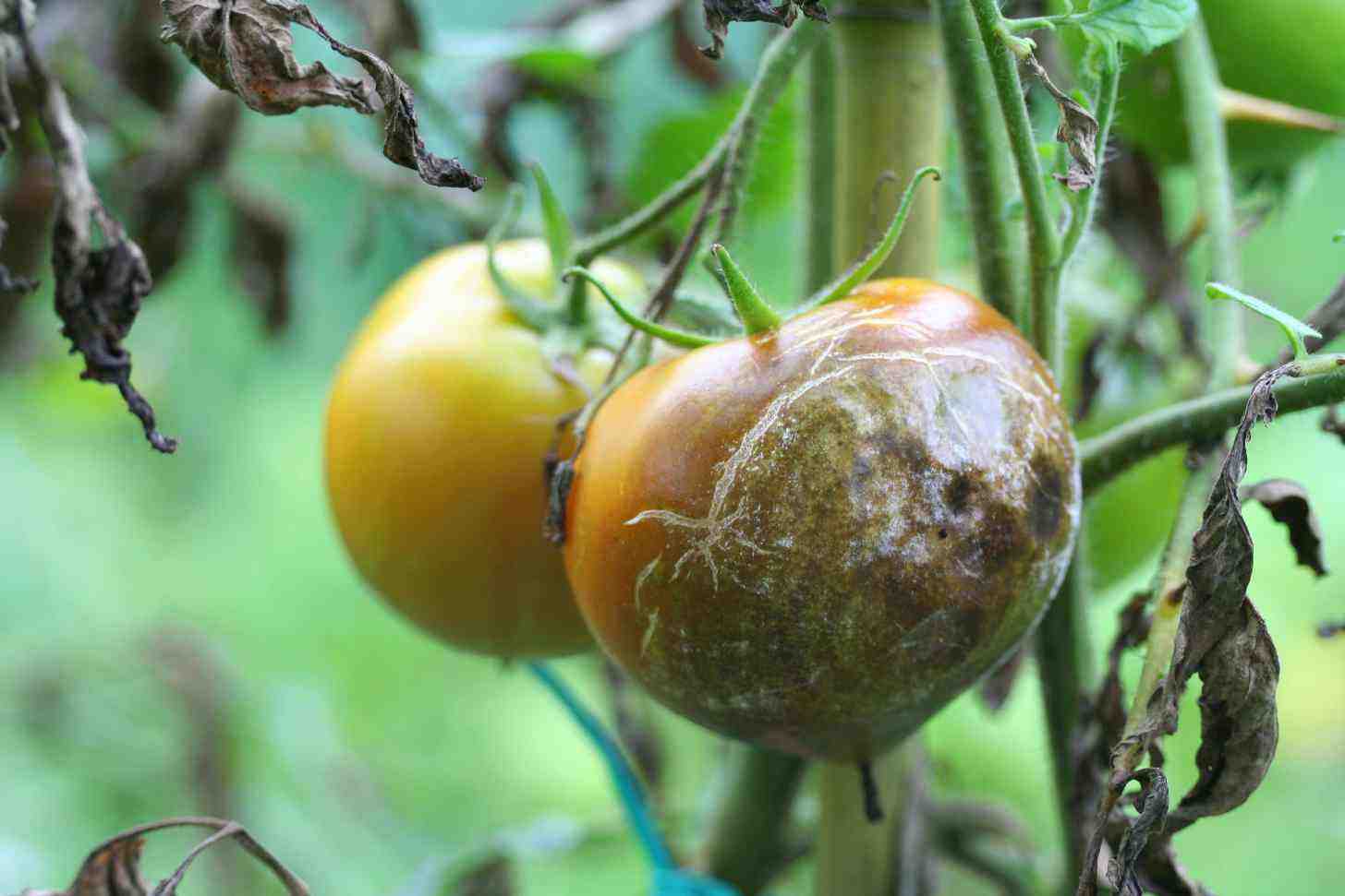 Necrosi pomodoro causato da Peronospora