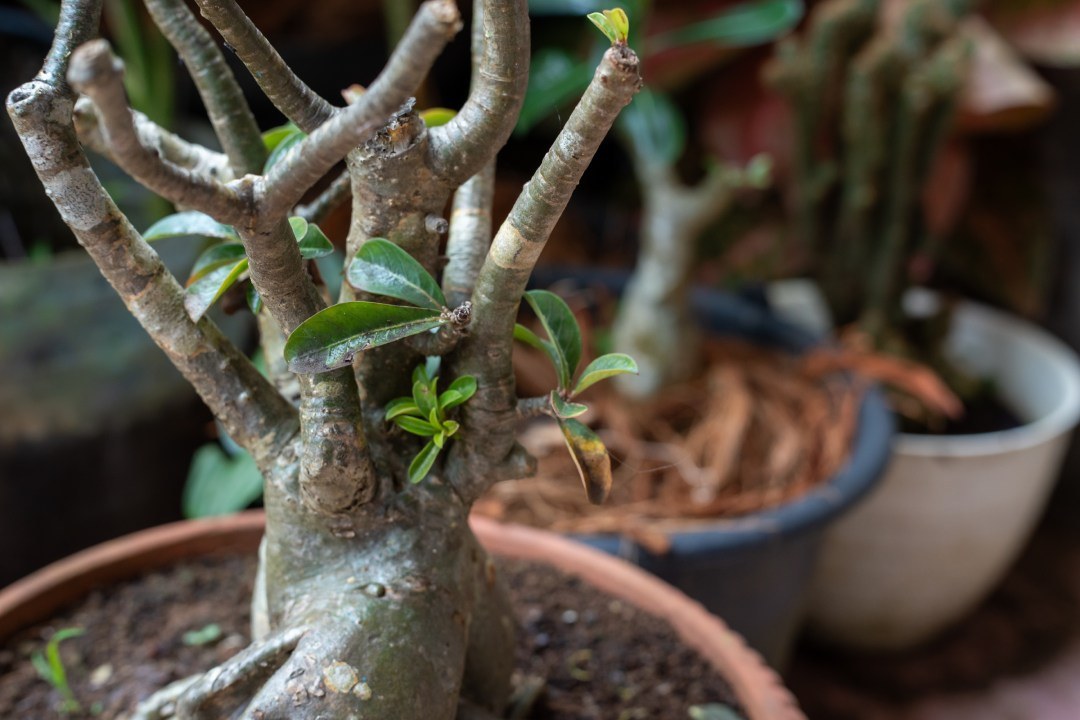 limone in vaso con nuovi germogli post potatura - Zanon