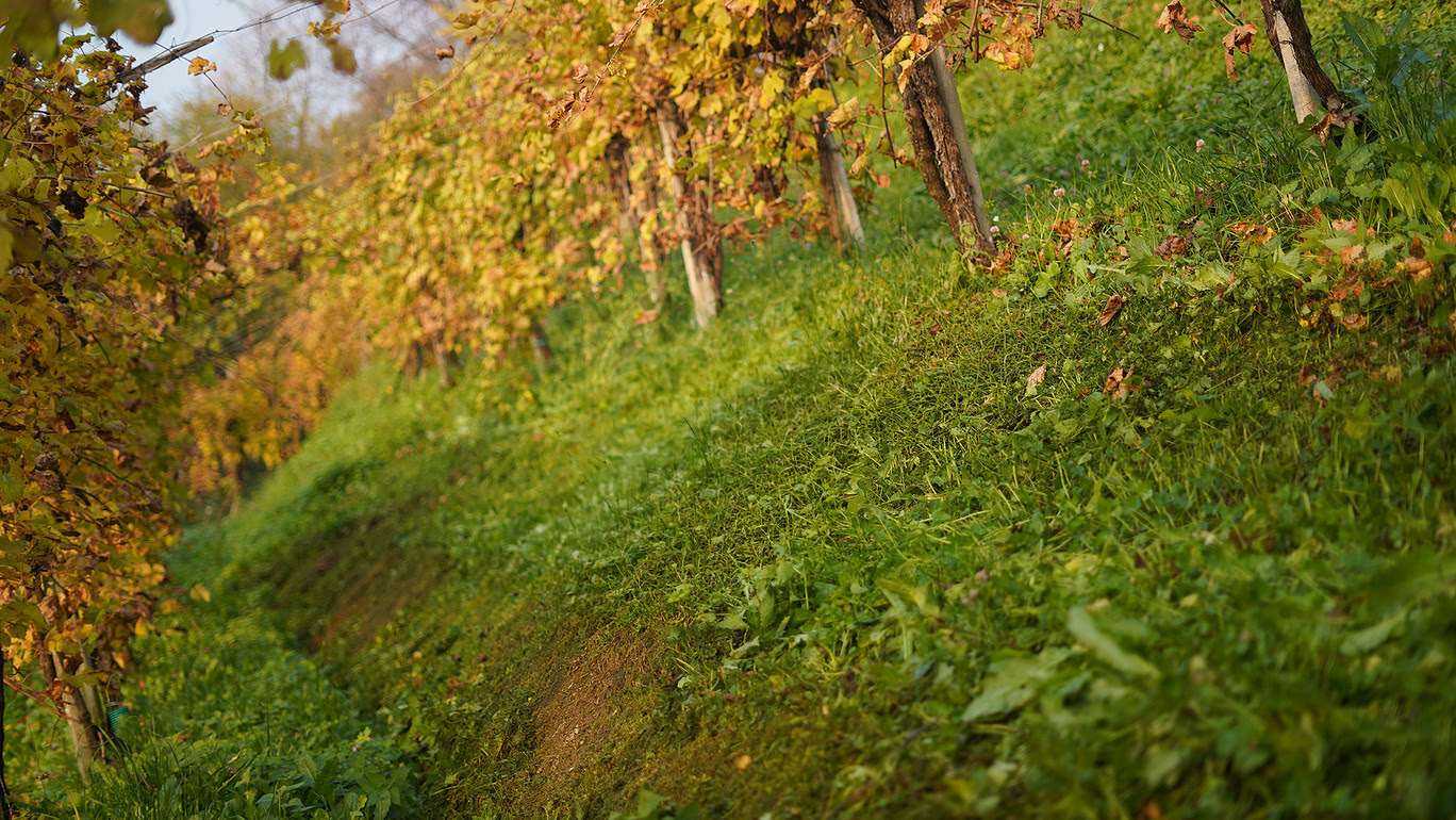 vigneto post sfalcio con robot radiocomandato - Zanon