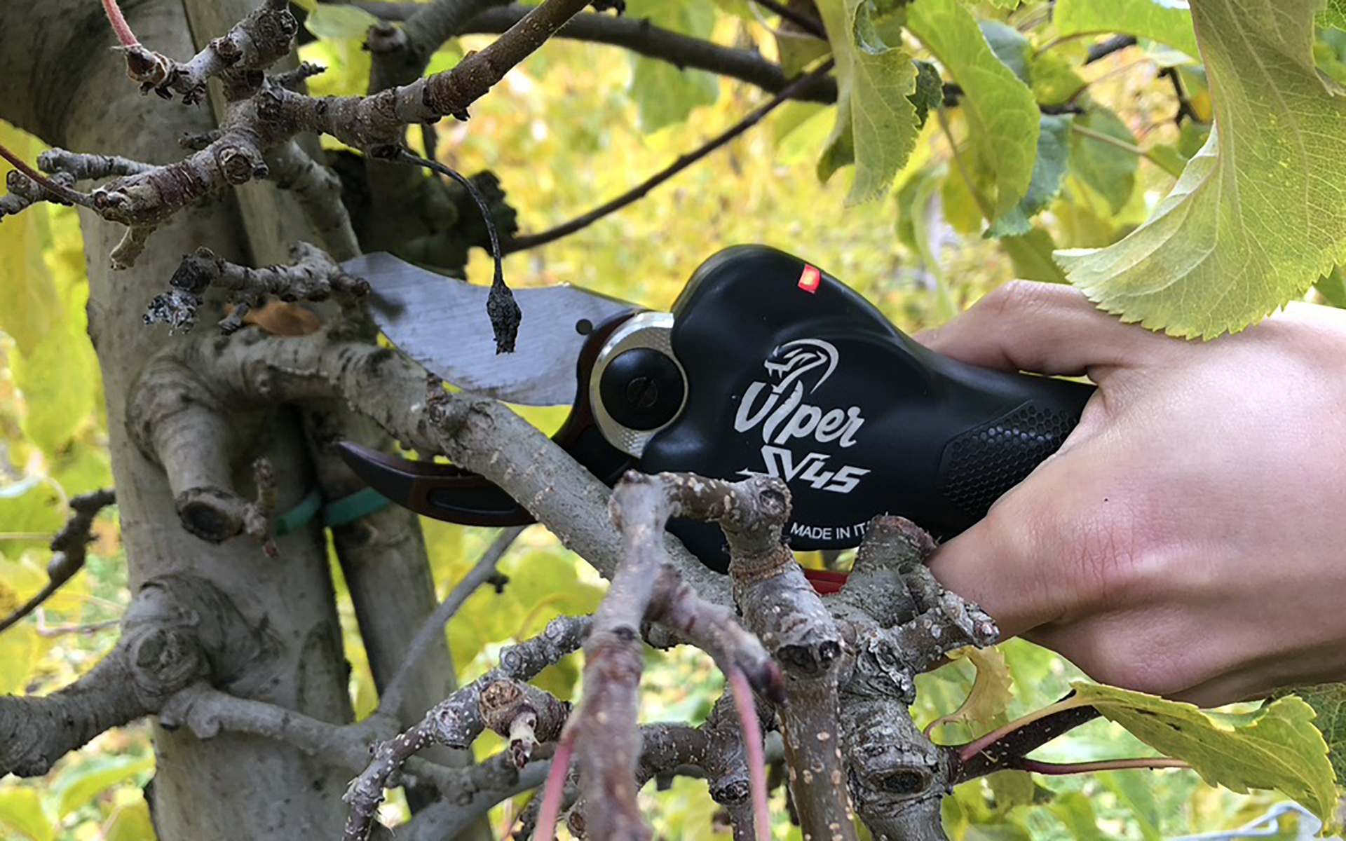 Forbice elettronica da potatura Viper Zanon
