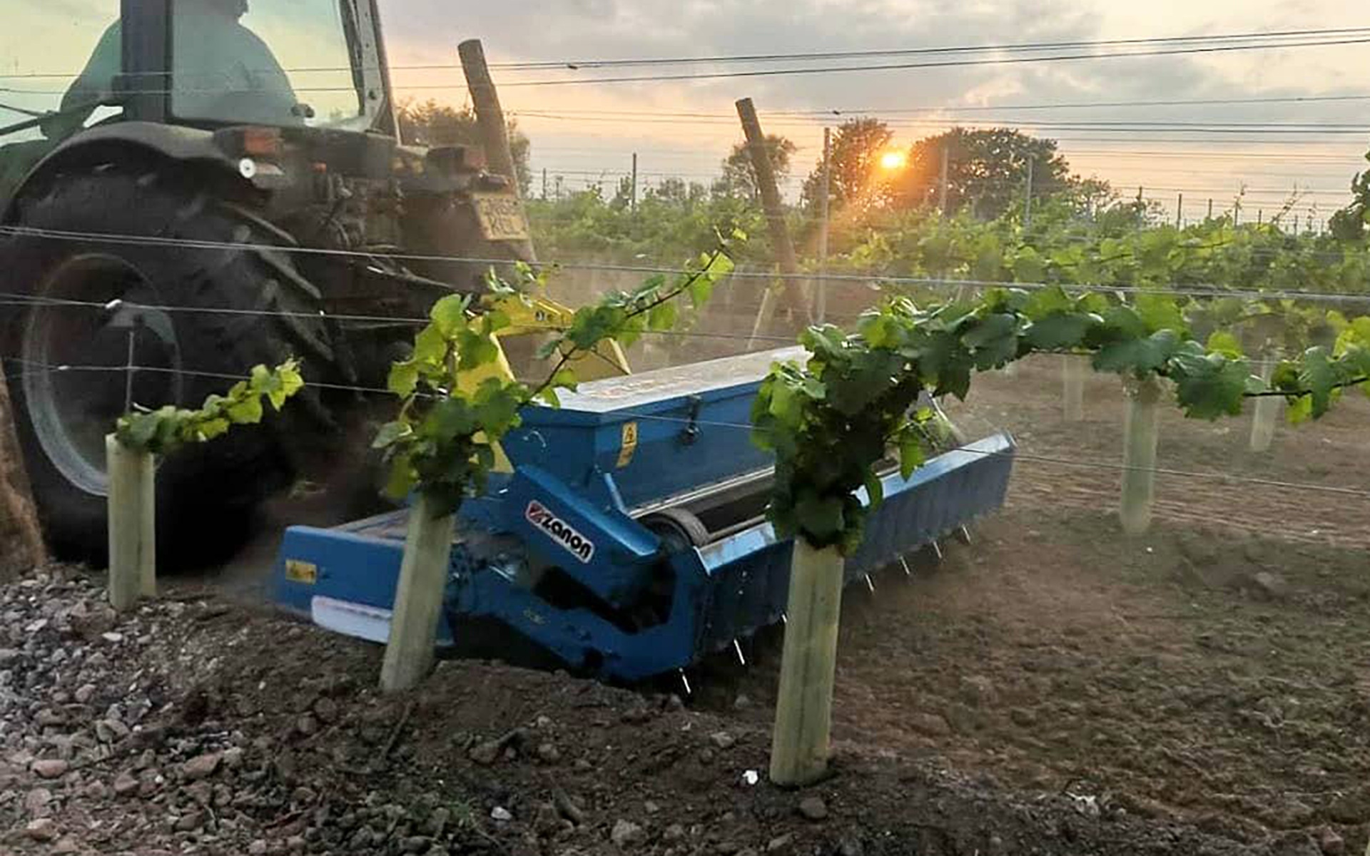 Semina sovescio tra i filari di un vigneto - Zanon